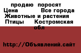 продаю  поросят  › Цена ­ 1 000 - Все города Животные и растения » Птицы   . Костромская обл.